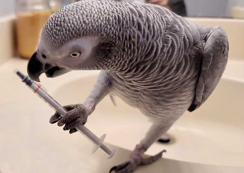 Carousel Slide 8: Avian care in Portage MI