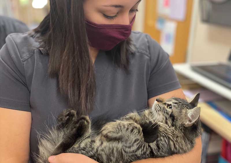 Carousel Slide 11: Cat veterinary care