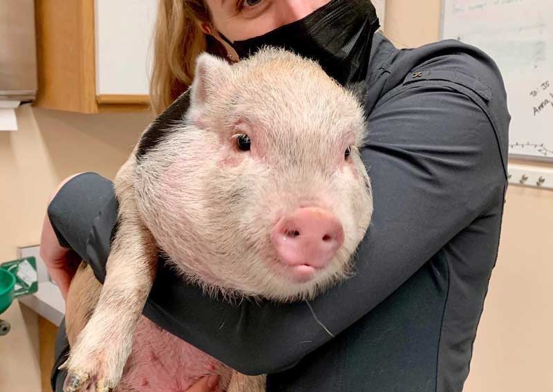 Carousel Slide 9: Mini pig veterinarians in Portage, MI
