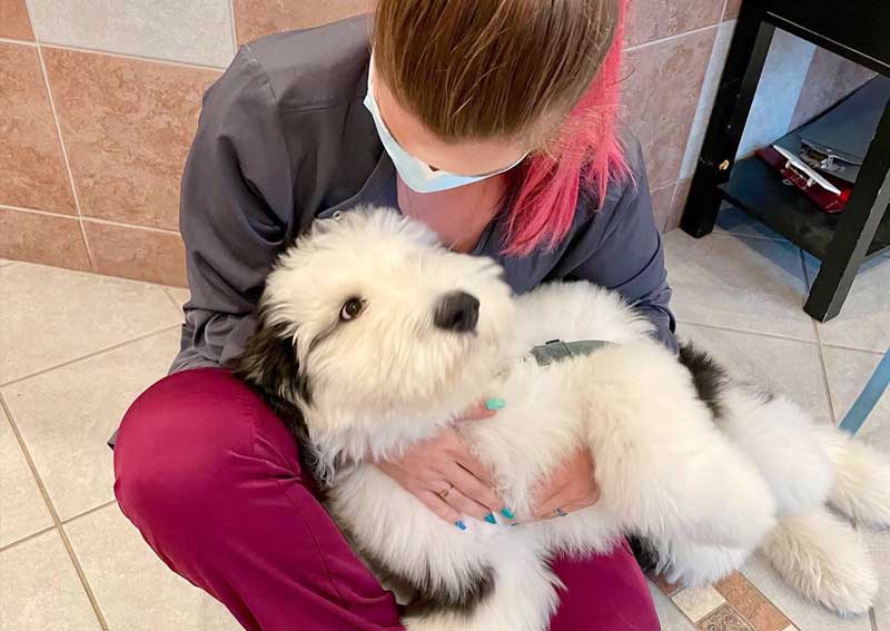 Carousel Slide 5: Dog veterinary services