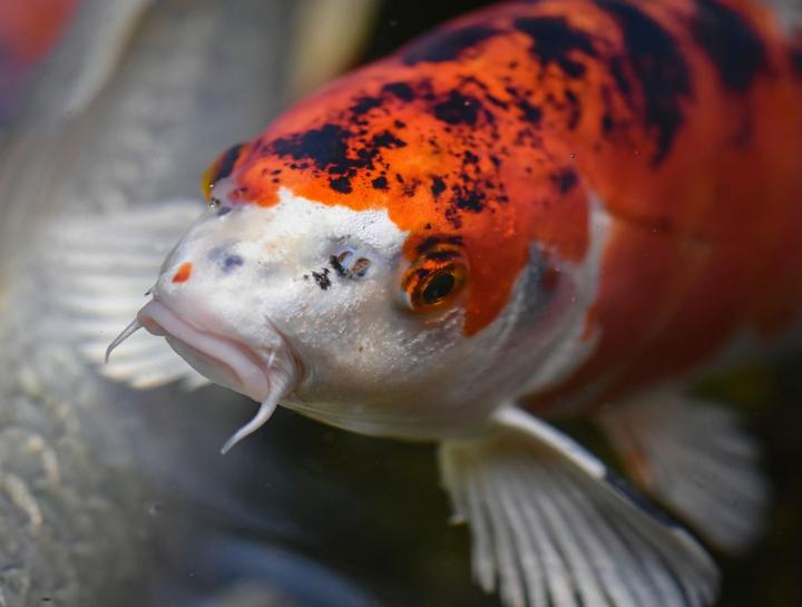 Fish & Aquatic Pet Care