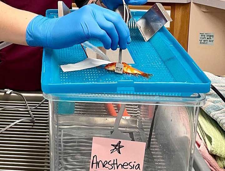 Fish Vet Aquatic Veterinarian