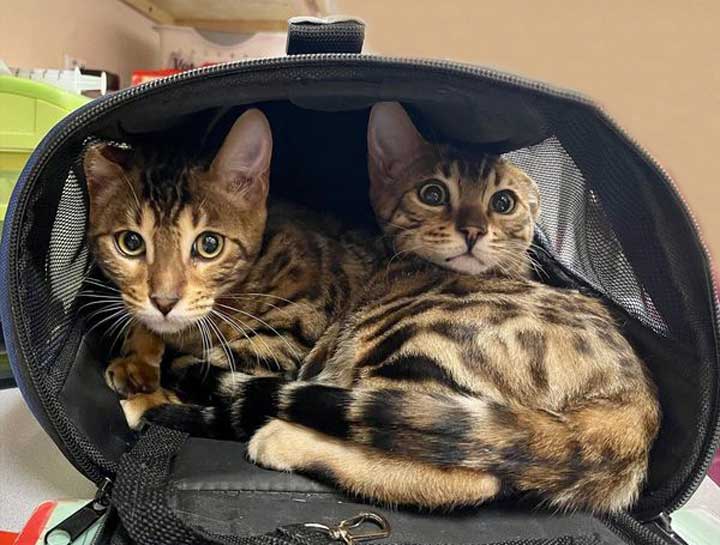 Preventive Care for Cats