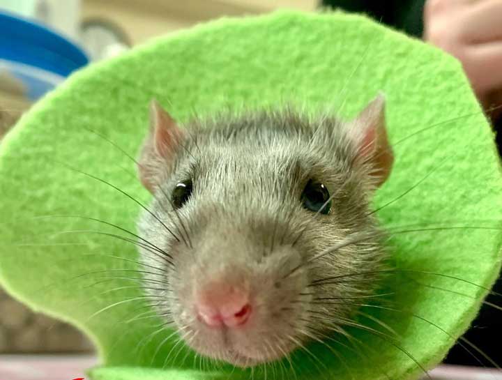 Portage Small Animal Veterinarian Hamster Vet