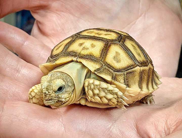 Milwood Animal Clinic Exotic Vet Reptile Veterinarian